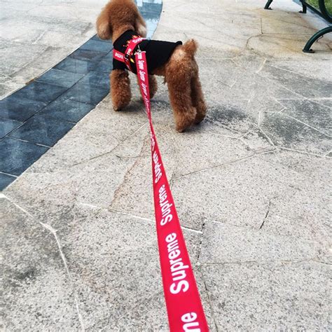 supreme paw dog collars.